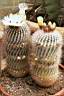 NOTOCACTUS SCOPA_FIORI.jpg